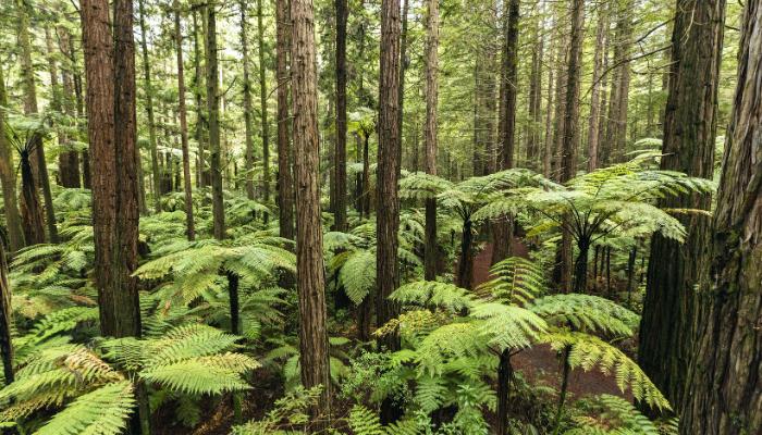 Building a future of sustainable, inclusive growth for forestry